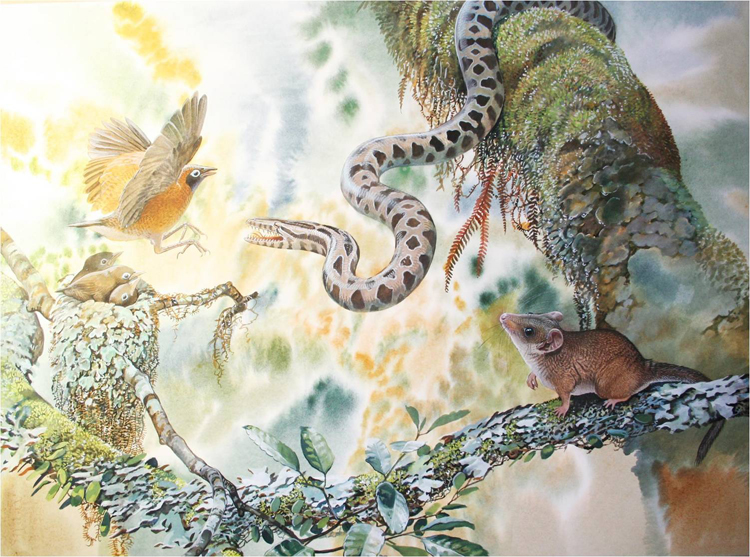 Reconstruction of the Tingamarra fossil site. The early Australian marsupial Djarthia murgonensis is visible bottom right. Illustration by Peter Schouten from the forthcoming book “The Antipodean Ark”, CSIRO Publishing (From: Palaeocast, Episode 25 - Marsupial Evolution: http://www.palaeocast.com/episode-24-marsupial-evolution/#.UsRwEvRDvGJ.