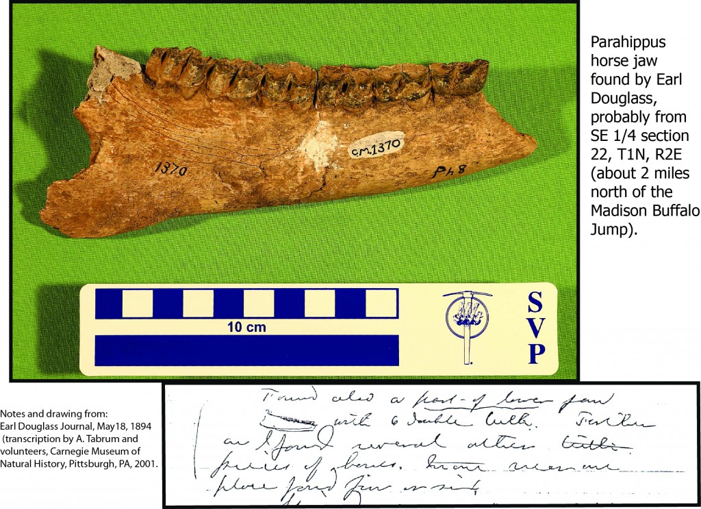 horse jaw from douglass madbluff