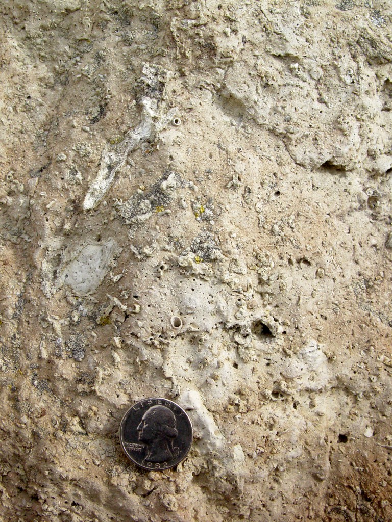 Roots within the calcic paleosols found at the Madison Bluffs.