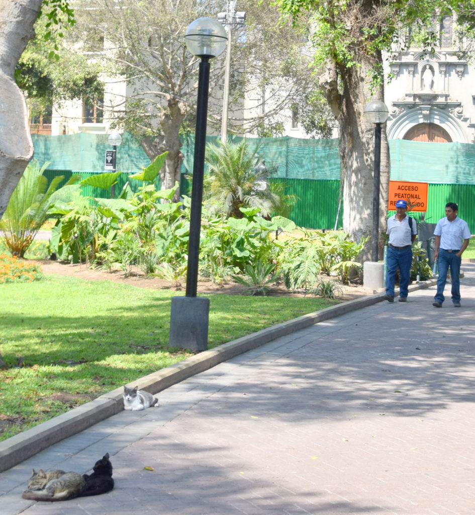 Parque Kennedy, located in the heart of Miraflores, is well known for its abundance of cats.