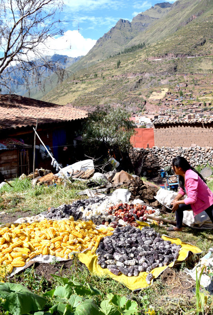 Farming methods in the Sacred Valley are still non-mechanized.