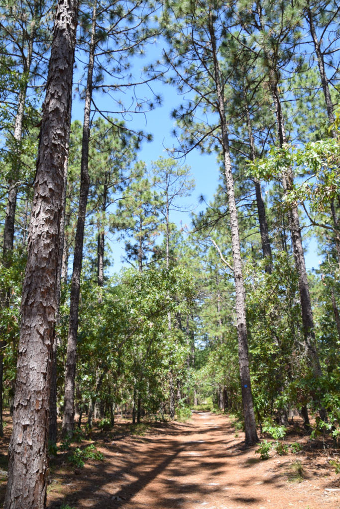 North Carolina Sandhills and Weymouth Woods – GEOPOSTINGS