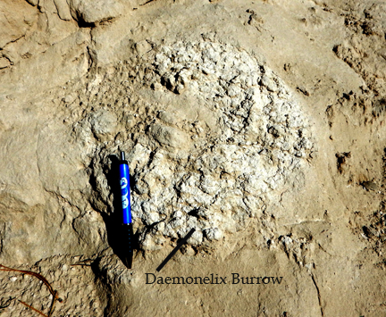 Daemonelix burrow in Arikareean strata. The burrow is a corkscrew shaped burrow made by the ground beaver Palaeocastor.