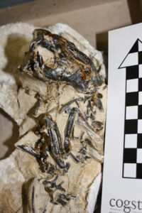Ischyromys skeleton (an extinct genus of rodent from North America) from the Pipestone Springs locality