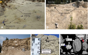 Paleosol features and grain morphology of the Pipestone Springs strata. A. Alfisols occur as rubbly zones that weather to become resistant units from approximately 12–40 m in the Pipestone Springs reference section. These paleosols are composite and are developed upon extensively reworked volcanic glass and non-volcanic grains. A vertisol occurs atop the 36.00±0.20 Ma upper lapilli tuff at Pipestone Springs. Backpack is 50 cm in length for scale. B. The Pipestone Springs basal lapilli tuff, with a 40Ar/39Ar age of 37.50±0.02 Ma, is a direct ashfall tuff and is partially overprinted by a vertisol paleosol. The vertisol contains pseudo-anticlines and micro-highs and lows. Scale for paleosol features is the circled field notebook at 19 cm in length and the shovel at 54 cm in length. C. Alfisols are the most numerous paleosols within Pipestone Springs strata. These paleosols have composite A–Bt1–Bt2– Bt3 profiles. Field notebook is 19 cm in length for scale. D. Alfisol A–Bt horizons are delineated primarily by the occurrence of abundant trace fossils. E. Backscattered electron microscopy image of sample P1a_7, taken from near the base of the Pipestone Springs reference section (sample location shown in the stratigraphic column of Fig. 4), shows volcanic grains (a glass grain indicated by arrow) mixed with detrital non-volcanic components (magnification ×160). A conspicuous rounded and pitted quartz grain is indicated by the white arrow. Overall grain morphology is rounded to subangular, with substantial smectitic clay overgrowth on most grains (indicated by arrow for one grain) (From: Hanneman, D.L , Lofgren, D., Hasiotis, S.T., and McIntosh, W.C., 2022, Priabonian, Late Eocene chronostratigraphy, depositional environment, and paleosol-trace fossil associations, Pipestone Springs, southwest Montana, USA: Acta Palaeontologica Polonica 67 (1): 5–20).