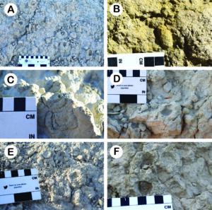 Trace fossils in Tertiary strata
