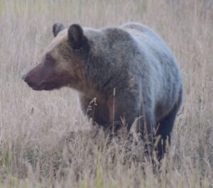 Grizzly bear near Yellowstone National Park
