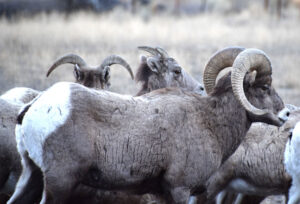 Bighorn ram