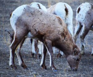 Bighorn lamb