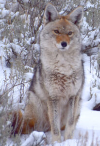lamar valley coyote