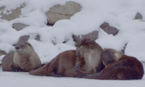 River otters