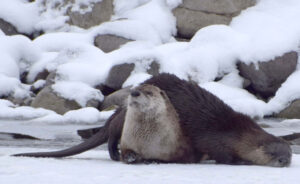 River otters