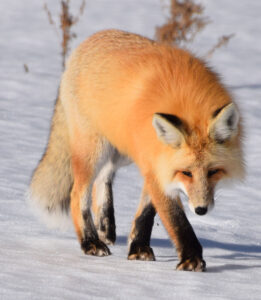 Round Prairie red fox